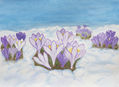 Crocuses in snow