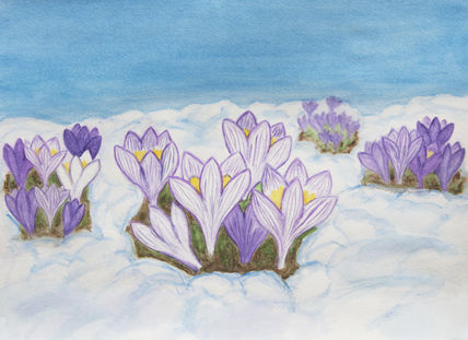 Crocuses in snow