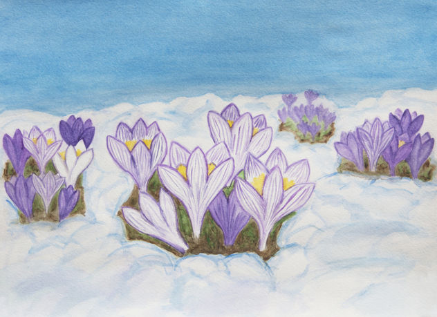 Crocuses in snow