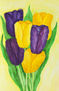 Violet and yellow tulips