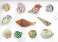 Pintura de acuarela vibrante de conchas marinas variadas: arte costero de playa, decoración marina, ilustración inspirada en el océano