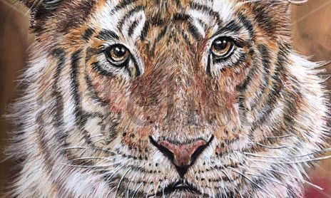 Animal portraits