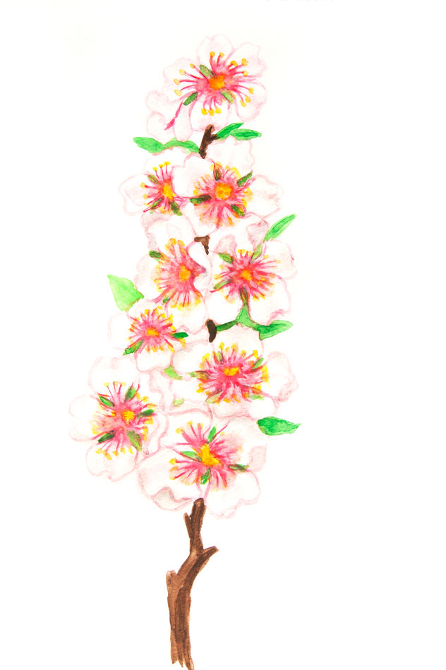 Branch with almond flowers