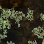 Naturaleza thumbnail 2