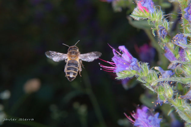 Abeja Naturaleza Color (Digital)