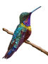 Colibri