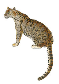 Leopardo