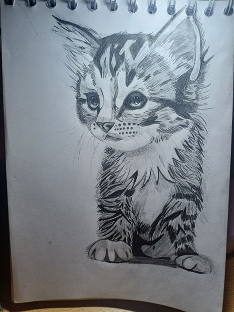 Gatito