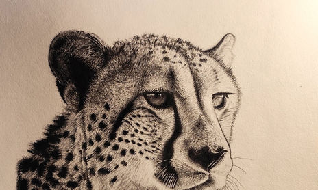 ANIMALES A GRAFITO. Graphite animals