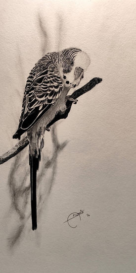 Budgie Graphite