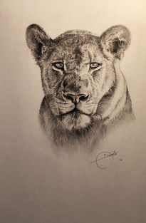 Female lion