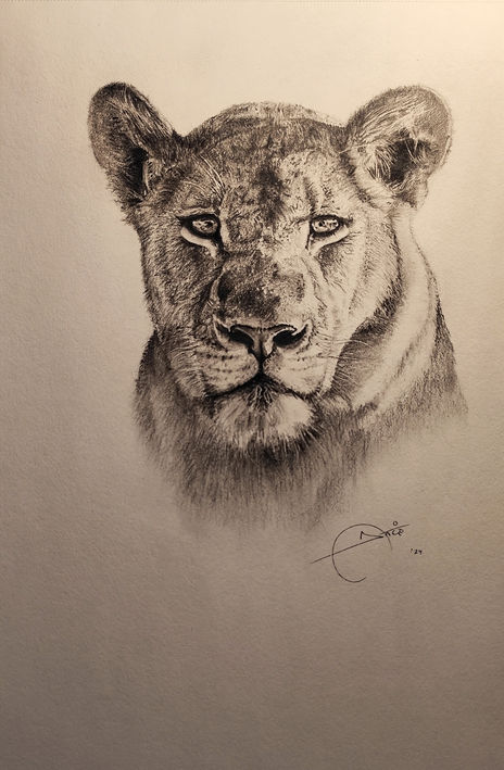 Female lion
