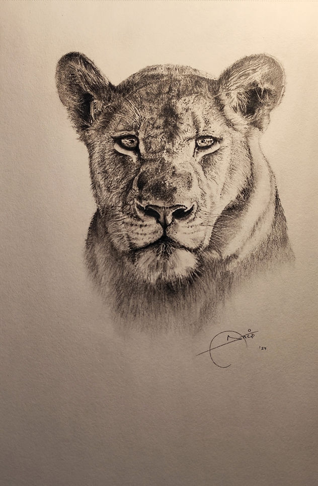 Female lion