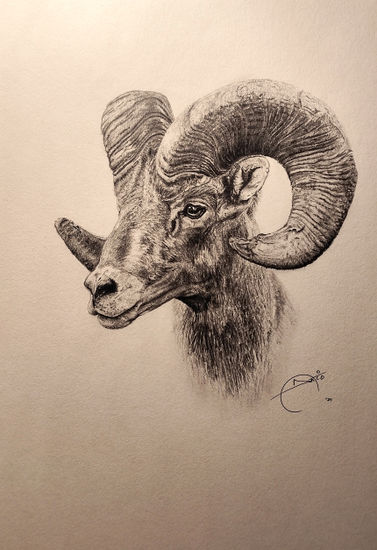 Muflón Graphite