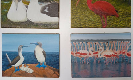 Aves Marinas