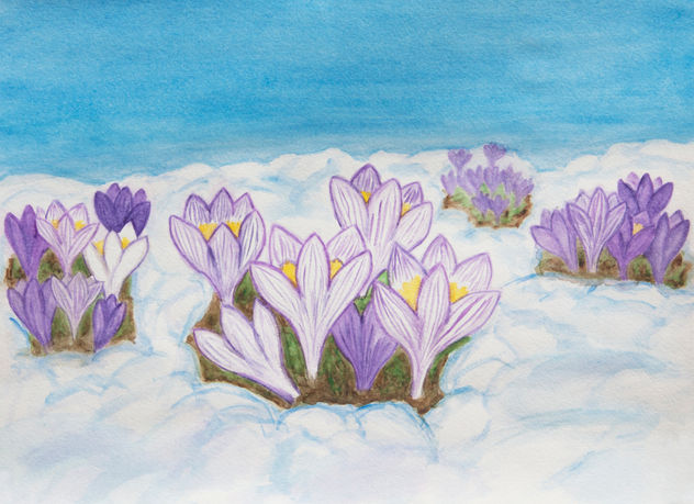 Crocuses in snow 2
