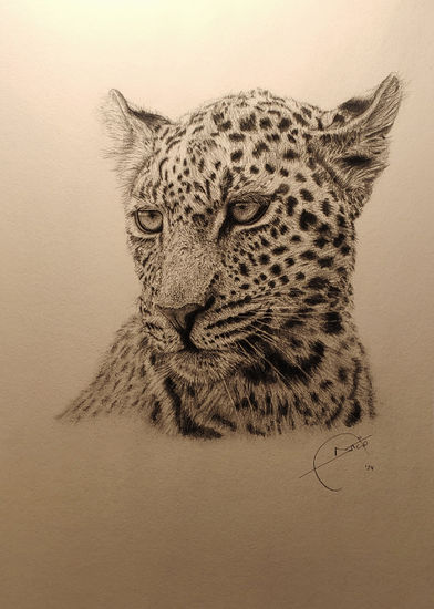 Young leopard Grafito