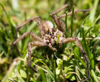 Araña Lobo