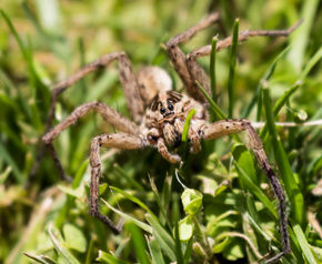 Araña Lobo