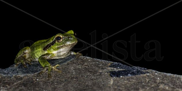 Ranita Hyla meridionalis Nature Color (Digital)