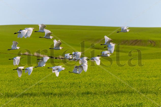 Garzas Nature Color (Digital)