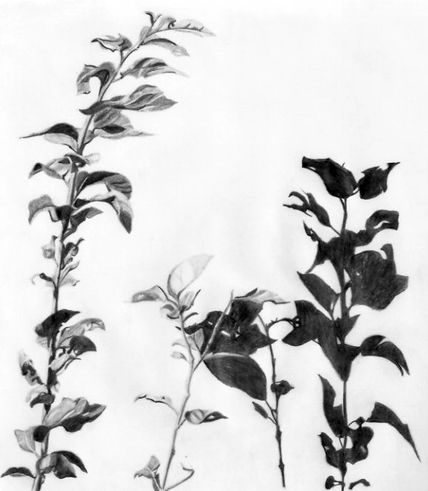 Foliaje
