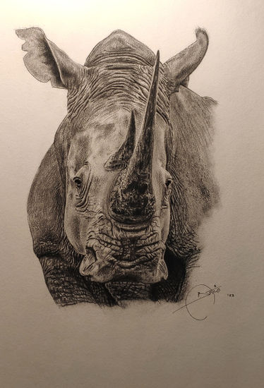 White rhino Graphite