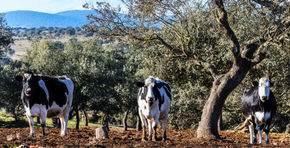 Tres Vacas