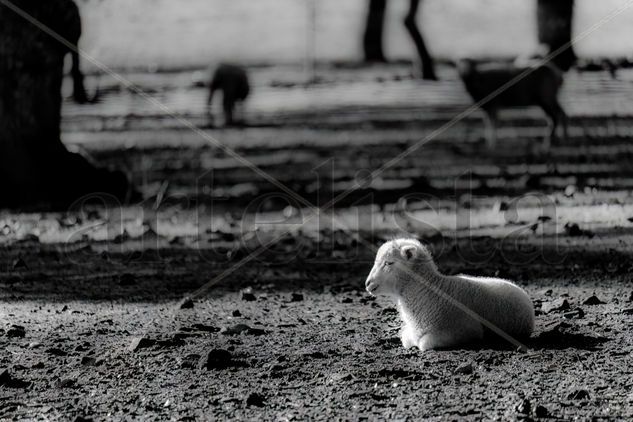 Corderito B/N Naturaleza Blanco y Negro (Digital)