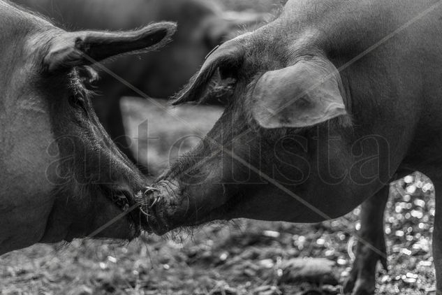 Amor Cerdo B/N Naturaleza Blanco y Negro (Digital)