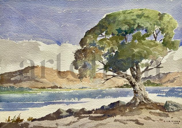 Roble mexicano, Yucatán