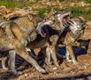 Tres Lobos