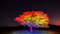 Árbol Multicolor