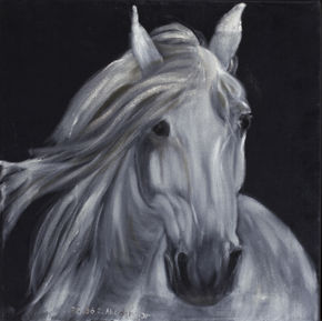 White horse portrait