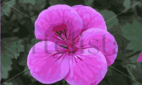 Flores