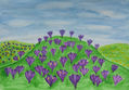 Crocuses on hills