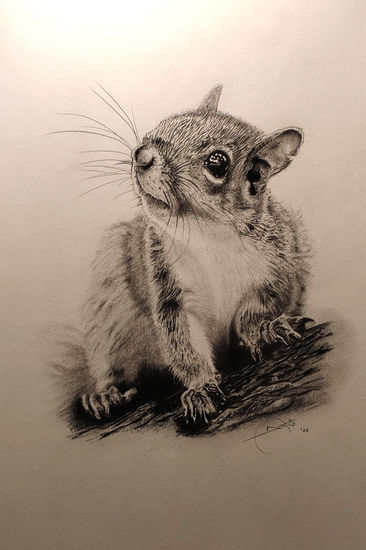 Squireel Graphite