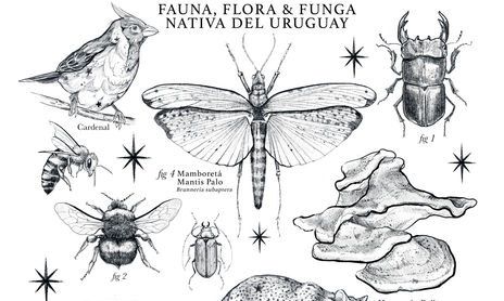 Animalia
