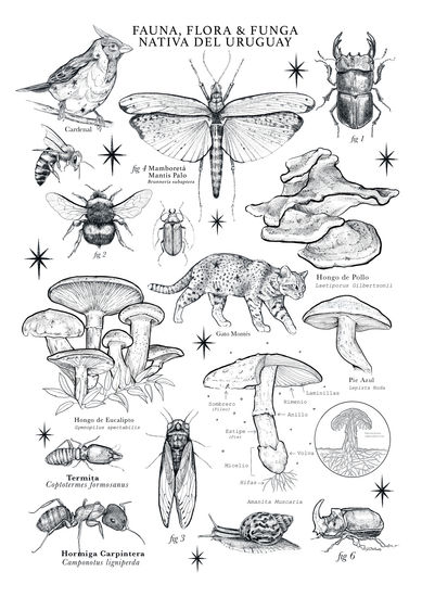 Fauna, Flora y Funga del Uruguay 