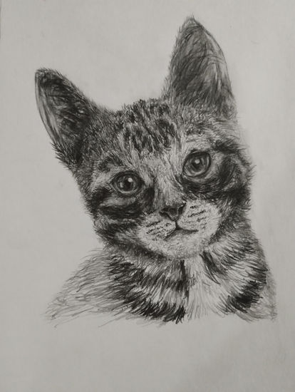 gato a la vista Graphite