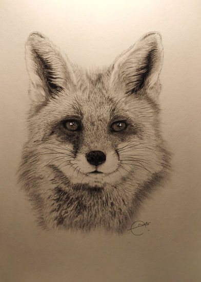 Fox Graphite