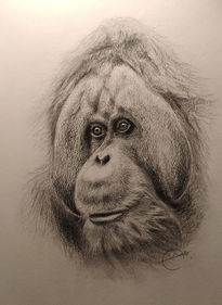 Orangutan