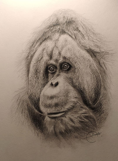 Orangutan Graphite