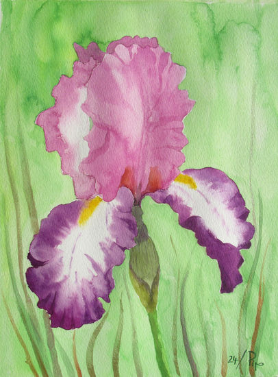 iris malva Acuarela Papel Floral