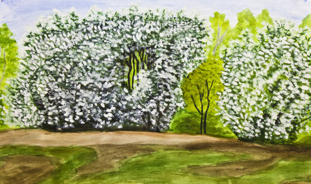 Birdcherry trees in blossom