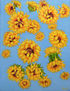 Anastasia Woron:"Girasoles Sobre El Cielo Azul" - Óleo Original (50x60 cm) 2022