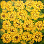 Anastasia Woron: " Girasoles" - Óleo Original Firmado (50x50 cm.) 2007