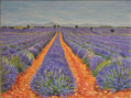 Campos de lavanda