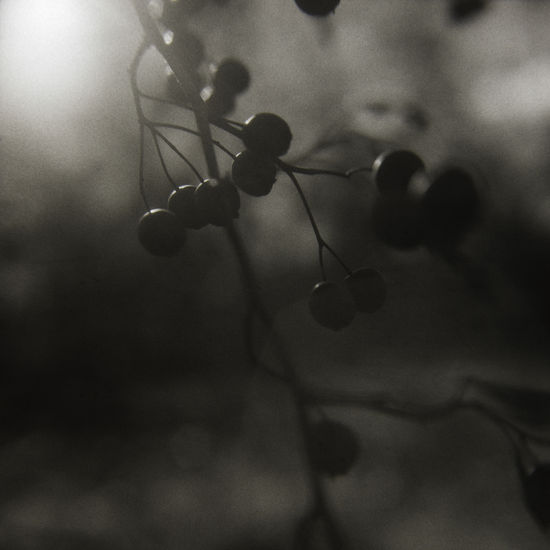 La Flor Siempre está en la Almendra Naturaleza Blanco y Negro (Química)