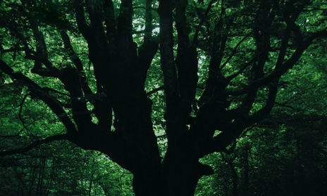 Uh Árbol Crece en Silencio